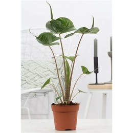 Коллекция Alocasia Cucullata P & pure ( Alocasia Cucullata P&pure Collection ) W 12 см H 40 см