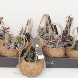 Коко Традесканция Смешанная ( Koko Tradescantia Mixed ) W 12 см H см