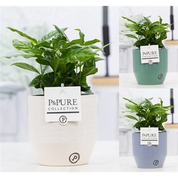 Кофе Арабика В Eline Ceramics Ass. 3 ( Coffea Arabica In Eline Ceramics Ass. 3 ) W 12 см H 20 см