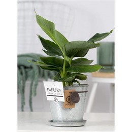 Муса Восточный Карлик В Цинковом Горшке Луиза 3 ( Musa Oriental Dwarf In Zinc Pot Louise 3 ) W 12 см