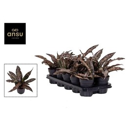 Сансевиерия Звездный Каньон Гранит ( Sansevieria Star Canyon Granite ) W 11 см H 25 см