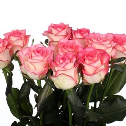 Rosa Gr Jumilia (Роза Гр Джумилия)  В80