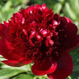 Пион травянистый Red Charm (Ред Чарм)