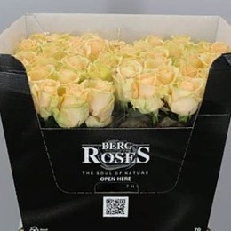 Rosa Gr Avalanche Peach (Роза Гр Аваланж Пич) В40 ROSE HILL