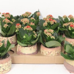 Композиция Каланхоэ Керамическое # ( Compo Kalanchoe Ceramique # ) W 7 см H 10 см