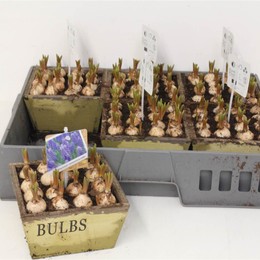 Композиция Мускари ( Compo Muscari ) W 17 см H 20 см