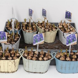 Композиция Мускари ( Compo Muscari ) W 14 см H 20 см