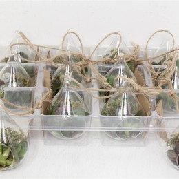 Композиция Pl В Чаше Подвесное Стекло ( Compo Pl In Bowl Hangglas ) W 8 см H 15 см