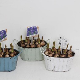 Композиция Мускари # ( Compo Muscari # ) W 14 см H 20 см