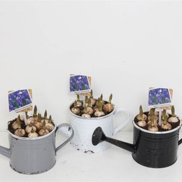 Композиция Лейка для Мускари # ( Compo Muscari Gieter # ) W 17 см H 25 см