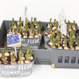 Композиция Мускари Цинк # ( Compo Muscari Zinc # ) W 17 см H 20 см