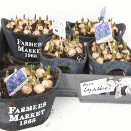 Композиция Тонна Мускари # ( Compo Muscari Ton # ) W 21 см H 25 см