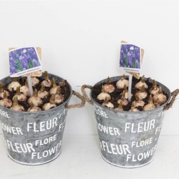 Композиция Мускари # ( Compo Muscari # ) W 17 см H 25 см