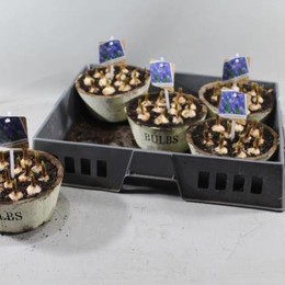 Композиция Древесина Мускари # ( Compo Muscari Hout # ) W 23 см H 20 см