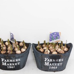 Композиция Мускари # ( Compo Muscari # ) W 23 см H 20 см