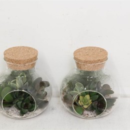 Композиция Pl В Чашке Пробковое Стекло 1 ( Compo Pl In Bowl Kurkglas 1 ) W 10 см H 15 см