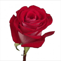 Rosa Latin Lady (Роза Леди) В60 Sunset Valley