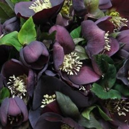 Helleborus Queens Red (Хелеборус Гвинс Ред) В40