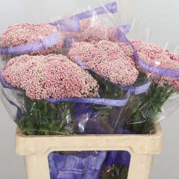 Ozothamnus cooks tall pink(Озотамнус кукс талл пинк)В60