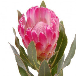 Protea brenda (Протея Бренда) В60