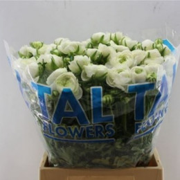 Ranunculus elegance white(Ранункулюс элеганс вайт) В45