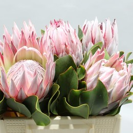 Protea Cynaroides (Протея Цинароидес) В50