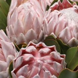 Protea Cynaroides (Протея Кунароидес) В40EX