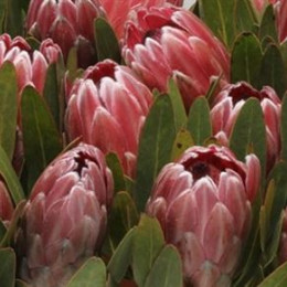 Protea Pink Ice (Протея Пинк Айс) В50