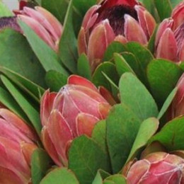 Protea Silvia (Протея Сильвия) В40