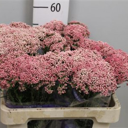 Ozothamnus cooks tall pink(Озотамнус кукс талл пинк)В50