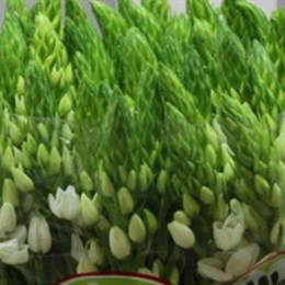 Ornithogalum Th White Star (Орнитогалум Тх Вайт Стар) В50