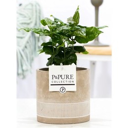 Кофе Арабика В Нефритовой Керамике 4 ( Coffea Arabica In Jade 4 Ceramics ) W 12 см H 20 см