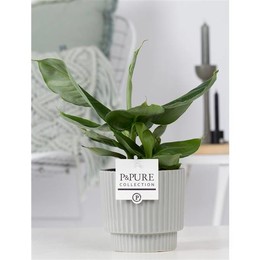 Восточный Карлик Муса В Керамике Из Плюща Зелено-Серый ( Musa Oriental Dwarf In Ivy Ceramics Green G