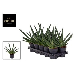 Диадема Сансевиерия Изумрудная ( Sansevieria Tiara Emerald ) W 11 см H 40 см