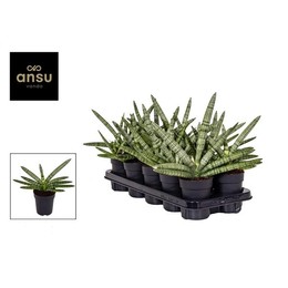 Тиара Сансевиерия Платиновая ( Sansevieria Tiara Platinum ) W 11 см H 35 см