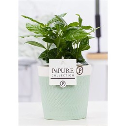 Кофе Арабика В Керамике Valerie 2 Зеленого Цвета ( Coffea Arabica In Valerie 2 Ceramics Green ) W 12