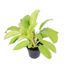 Филодендрон "Малайское золото" ( Philodendron 'malay Gold' ) W 12 см H 40 см