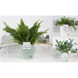 Папоротник, Смешанный С Задницей Софи.2 ( Fern Mixed In Sophie Ceramics Ass.2 ) W 12 см H 35 см