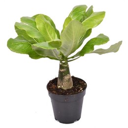 Бригамия Инсигнис "Гавайская пальма" ( Brighamia Insignis 'hawaii Palm' ) W 12 см H 35 см