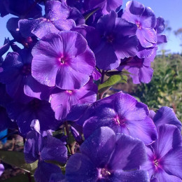 Флокс метельчатый Blue Paradise ( Блю Парадис)