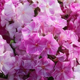 Флокс метельчатый Pink Shades (Пинк Шейдс)