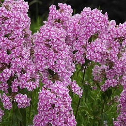 Флокс пятнистый Natascha (Наташа)