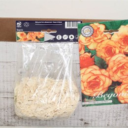 Цветочная луковица Бегония Пикоти Желтая и Красная X3 ( Flower bulb Begonia Picotee Yellow & Red X3