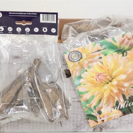 Цветочная луковица Георгина Кактус Флойда X1 ( Flower bulb Dahlia Cactus Floyd's X1 ) H 20 см