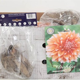 Цветочная луковица Георгин Кактус Морозный Укус X1 ( Flower bulb Dahlia Cactus Frost Nip X1 ) H 20 с