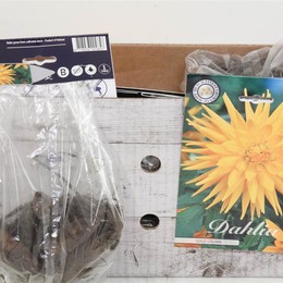 Цветочная луковица Георгин Кактус Золотая Корона X1 ( Flower bulb Dahlia Cactus Gold Crown X1 ) H 20