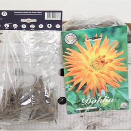 Цветочная луковица Георгина Кактус Хейли Джейн X1 ( Flower bulb Dahlia Cactus Hayley Jane X1 ) H 20