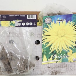 Цветочная луковица Георгина Кактус Кеннемерленд X1 ( Flower bulb Dahlia Cactus Kennemerland X1 ) H 2