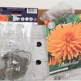 Цветочная луковица Георгина Кактус Людвиг Хелферт X1 ( Flower bulb Dahlia Cactus Ludwig Helfert X1 )