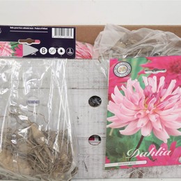 Цветочная луковица Георгин Кактус Савана Роза X1 ( Flower bulb Dahlia Cactus Savana Rose X1 ) H 20 с